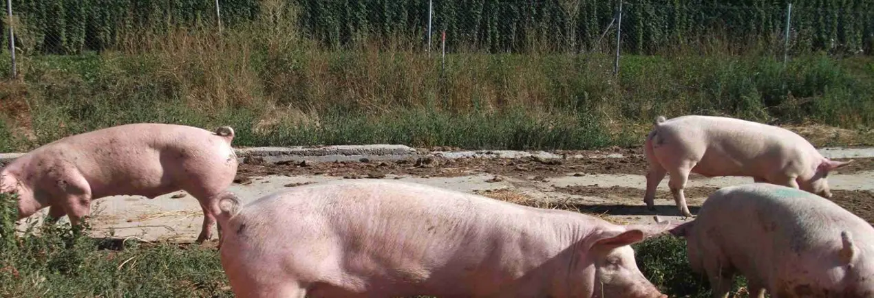 La Alcancia cerdos.webp